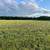 Fourth Cutting Alfalfa 3 thumbnail