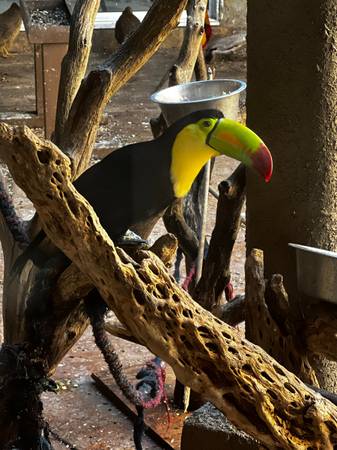 keel bill toucan 1