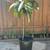 Loquat tree Seedling  5 ft - 5 year old 1 thumbnail