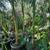 Peach Creek King Palms ///// ARCHONTOPHOENIX tuckeri 19 thumbnail