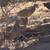 Chukars 4 thumbnail