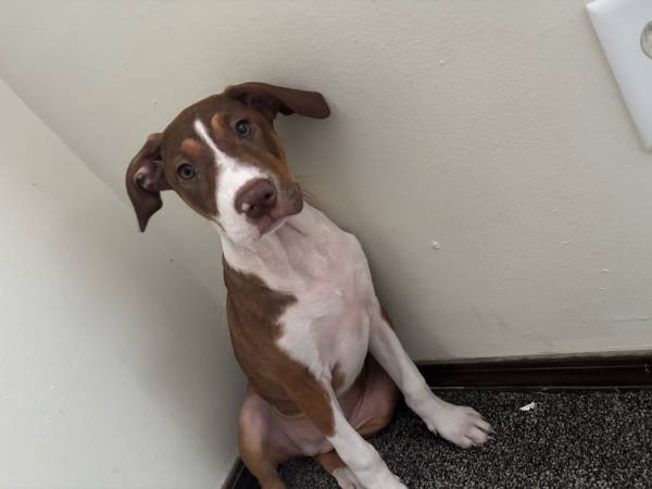 $100 American foxhound puppy63658636883969121