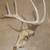 ANTLERED DEER SKULL 2 thumbnail