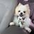 Male Pom 1 thumbnail