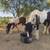 Gypsy vanner mare 2 thumbnail