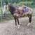 10 yr old mare 2 thumbnail