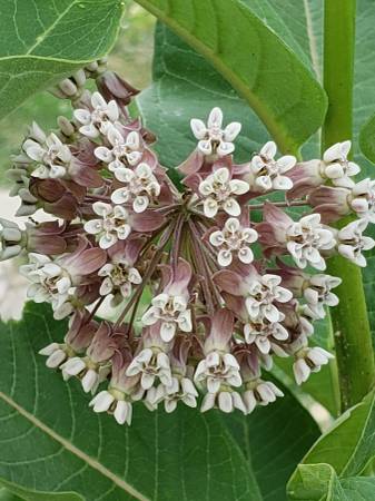 Milkweed Seeds-Swamp & Common-1.00 a pack 1