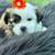 Mini Auss-Tzu pups for sale 2 thumbnail