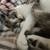 siamese cat 1 thumbnail