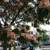 Small Quiet DTLA 4 blocks away in Hills above Sunset Boulevard 2 thumbnail