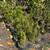 Plants-Emerald green 1-5 gallon pots 5 thumbnail