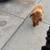 Standard poodle 4 thumbnail