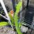 Rooted Dragon Fruit plant 4 thumbnail