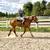 Babysitter Broke, Beginner Safe, Belgian Gelding Broke to Ride & Drive 12 thumbnail