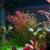 Aquarium Plants&Bloody Mary Shrimps - $1 (san jose north) 13 thumbnail