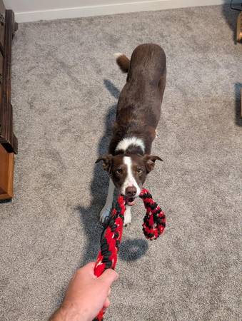 Meet Cedar – Border Collie Looking for a Home (Hartford)63427327344513121