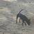 Small black chihuahua mix 3 thumbnail