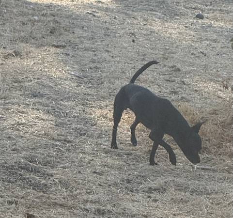 Small black chihuahua mix63756101618691122