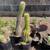 Cacti, Agaves, Yuccas & Drought Tolerant Plants 1 thumbnail