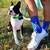 Kawaii Sokisahtel French Bulldog socks - Size 40 to 45 - Brand New! 2 thumbnail