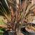 New Zealand Flax 3 thumbnail