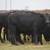 63 Fancy BLK and BWF Heifers 2 thumbnail
