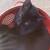 Teenage cats need homes 7 thumbnail