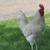 Free Young Roosters 3 thumbnail