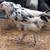 Ermine Ameraucana 3 thumbnail