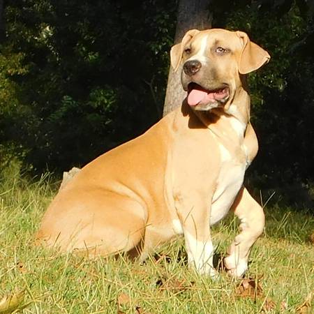 XL  American Bully (Carson,MS)63904505685506124