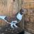 Pigeon /paloma 4 thumbnail