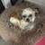 💛 Senior Shih Tzu (13 y/o) – Sweet, Loyal, Needs Quiet Home (Orlando) 1 thumbnail