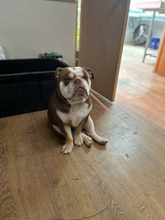 Bulldog ( English ) (Portland)63916449805826121