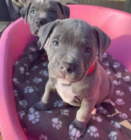 Ready for New Owners 1