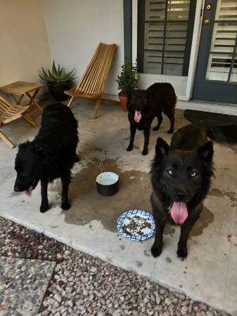 Tres perros encontrados (Phoenix)63404386054529121