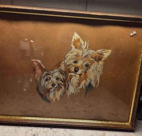 Yorkie picture 1