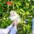 Sweet loving polar bear Pomeranian 4 thumbnail
