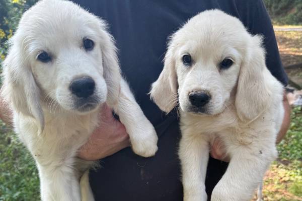 Fore sale (Jasper)63881507559169120