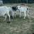 Zebu cattle three mothers bred back one Breede bull and one bull  calf 3 thumbnail
