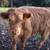 Scottish Highland Bull Calf 3 thumbnail