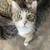 Sweet Cat Needs Loving Home 1 thumbnail