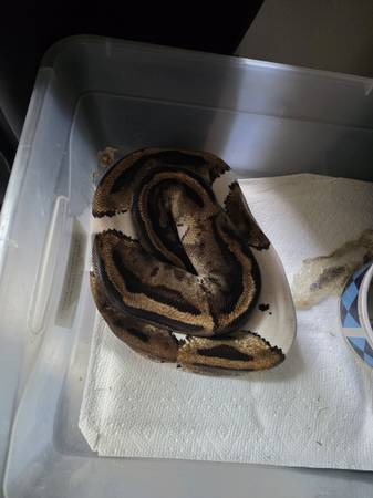 Ball pythons (Tacoma)63684398586755122
