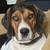 Treeing walker hound 7 month pup 2 thumbnail