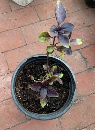 Purple Basil Rooted Live Plant 1