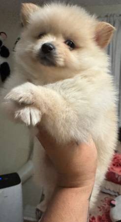 Pomeranian (Los Ángeles)63953815891587120