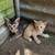 Kittens available for rehoming. 12 thumbnail