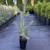 Evergreen Trees Colorado Blue Spruce 1 thumbnail