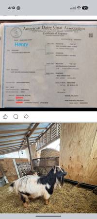 ADGA registered buck - Henry 1