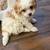 Cavapoo 3 thumbnail
