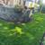 🌿 Profesional Landscaper, Fair Prices - El Patron Lawn care🌿 3 thumbnail